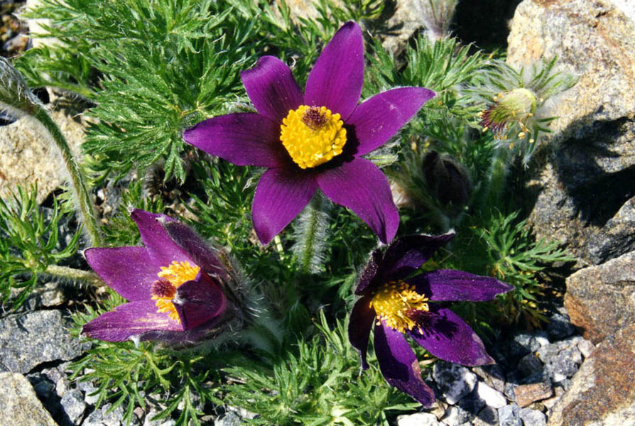 Pulsatilla halleri photo